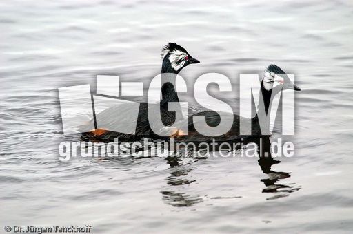 Rollandtaucher (4 von 8).jpg